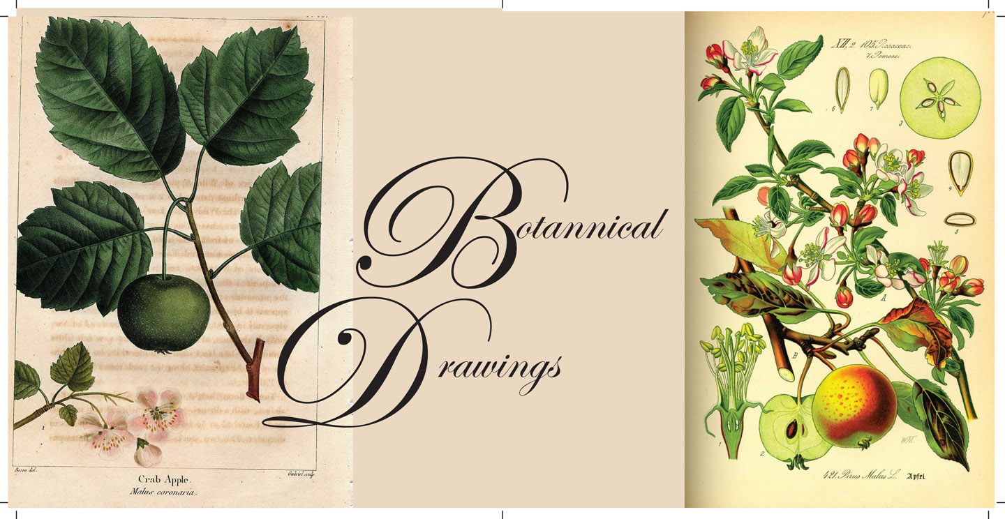 Botanical drawings